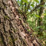 Why Ants Climb Trees: Behavior, Purpose, and Survival